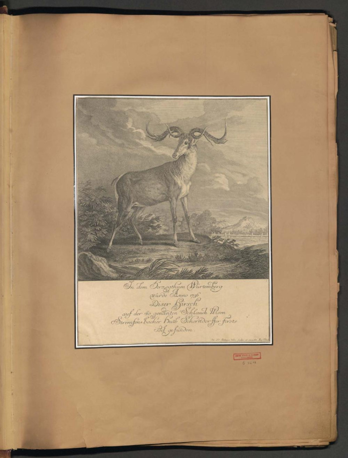 [DER WUNDERSAME HIRSCH] 