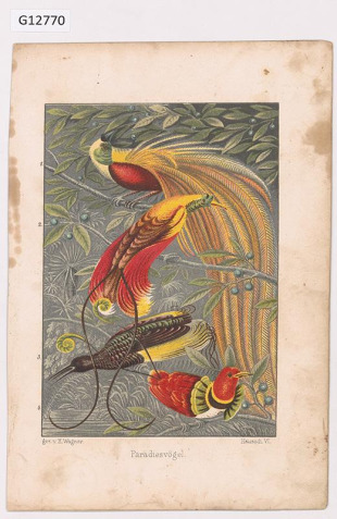 Vědecká ilustrace, rajka