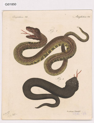 Vědecká ilustrace - Amphibies VII.