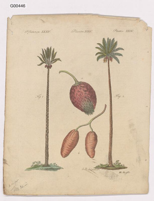Vědecká ilustrace - Plantes XXXIV. (ságová a datlová palma)