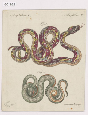 Vědecká ilustrace - Amphibien X.