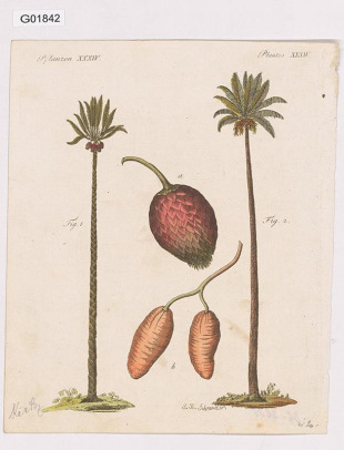 Vědecká ilustrace - Plantes XXXIV.