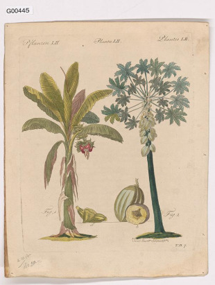 Vědecká ilustrace - Plantes LII. (banánovník a papája)