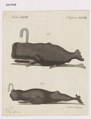 Vědecká ilustrace - Poissons XXXVIII.