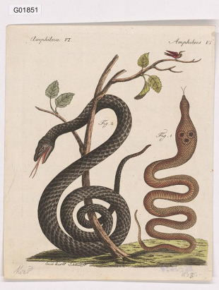 Vědecká ilustrace - Amphibies VI.