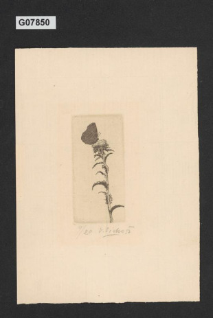 Ilustrace S. K. Neumanna (motýl na bodláku)