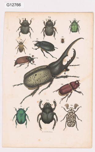 Vědecká ilustrace - brouci