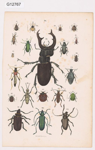 Vědecká ilustrace - brouci
