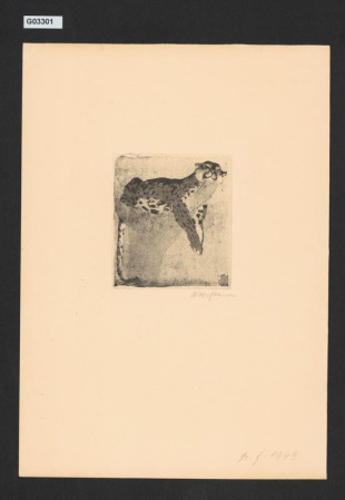 Siesta leoparda