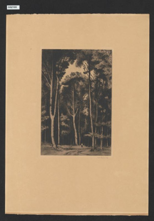 Bukový les (prémie SČUG Hollar)