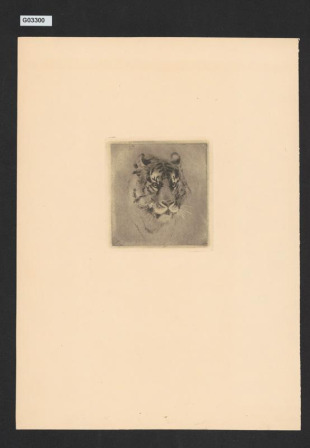 Hlava tygra