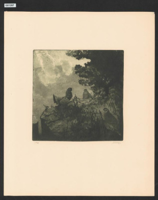 Tetřev v toku