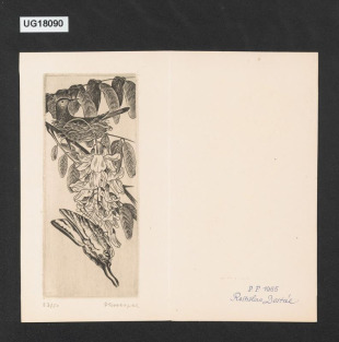 P. F. 1955 Rostislav Dostál